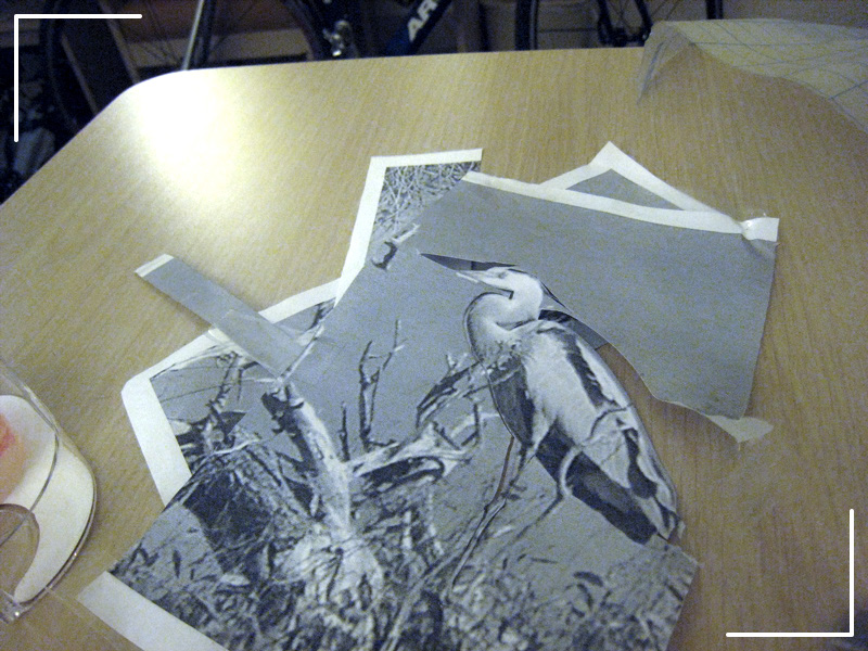 Remove Bird and Correct Errors<